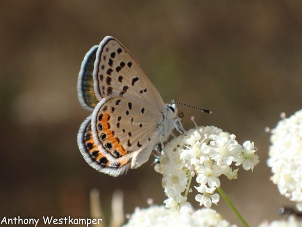 An Acmon blue (Plebejus acmon) making a nectar pitstop. - ANTHONY WESTKAMPER
