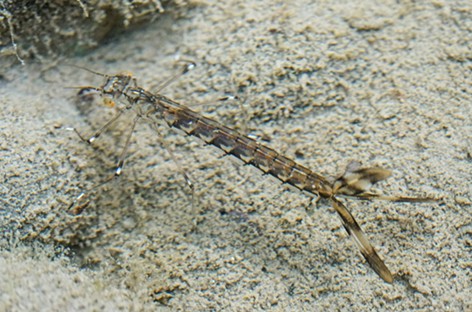 Damselfly larva. Note feather shaped appendages on rear end. Those are gills! - ANTHONY WESTKAMPER