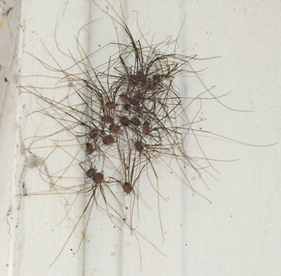 A cluster of Opiliones. Harmless, but come on. - ANTHONY WESTKAMPER
