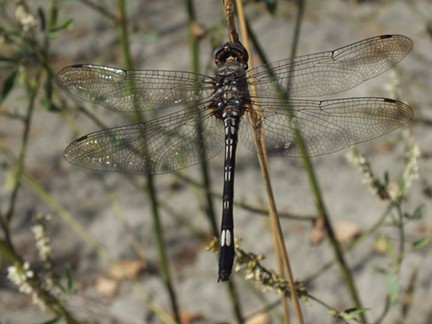 A pale-faced clubskimmer. - ANTHONY WESTKAMPER
