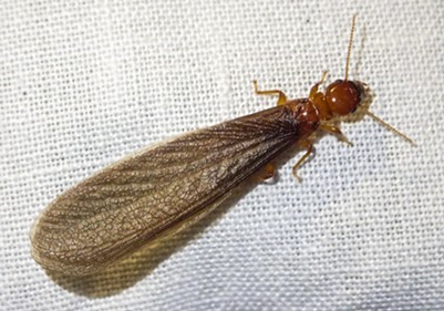 A flying termite. - ANTHONY WESTKAMPER