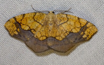 This moth is still a mystery, too. Anyone? - ANTHONY WESTKAMPER