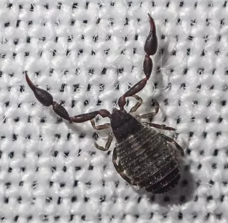 Pseudoscorpion on the white sheet of my light trap.  The weave should give you an idea how small they are. - ANTHONY WESTKAMPER
