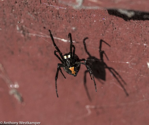 A black widow found in front of the Carlotta Post Office. - ANTHONY WESTKAMPER