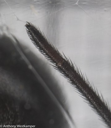 A female's hind foot showing the "comb foot," which is used to spread webbing when wrapping prey. Note the teensy hooks with which they climb on the scaffold of their webs. - ANTHONY WESTKAMPER