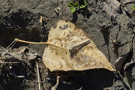 Variegated Meadowhawk on alder leaf. - ANTHONY WESTKAMPER