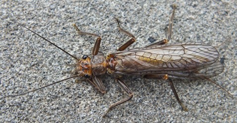 A smaller stonefly, about 15 millimeters. - ANTHONY WESTKAMPER