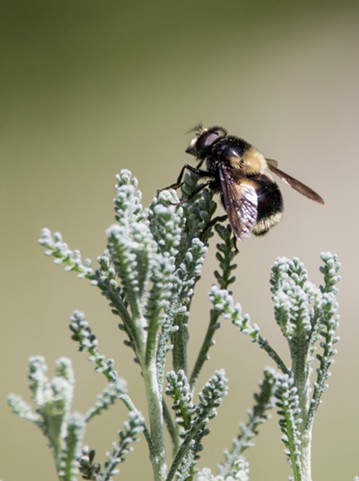Volucella bombylans a bumblebee mimic. - ANTHONY WESTKAMPER