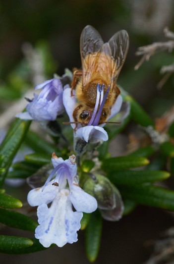 Honeybee being marked with pollen by anthers where it's hard for the bee to clean off. - ANTHONY WESTKAMPER