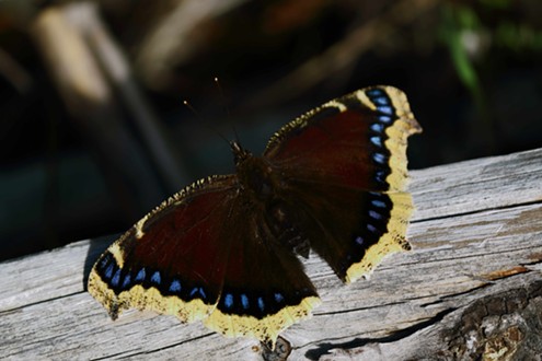 Mourning cloak (Nymphalis antiopal), named for its somber colors, is also found in Europe. This species can overwinter and comes out to fly on sunny winter days. - ANTHONY WESTKAMPER