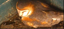 Mother owl "Truman"  sits on the nest. - SCREEN SHOT