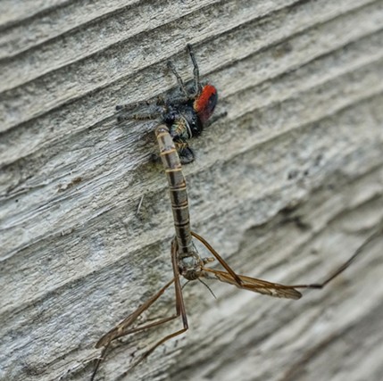 A red backed jumping spider eating a crane fly. (Ain't that a bite in the ass?) - ANTHONY WESTKAMPER