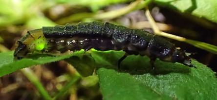 Another female glowworm, Pterotus obscuripennis. - ANTHONY WESTKAMPER