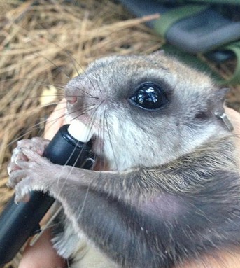 Humboldt's flying squirrel gnawing a delicious pen cap (not its natural diet). - PHOTO BY NATHAN ALEXANDER