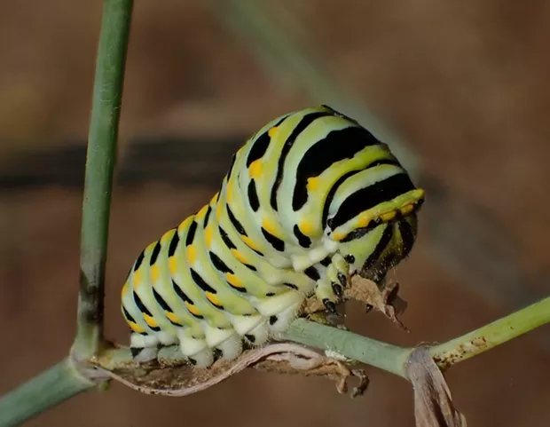 A fully grown anise swallowtail caterpillar almost as big as my little finger. - ANTHONY WESTKAMPER