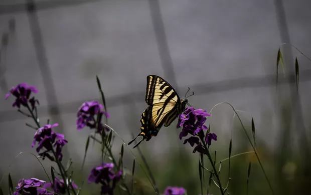 A western swallowtail on a wallflower. - ANTHONY WESTKAMPER