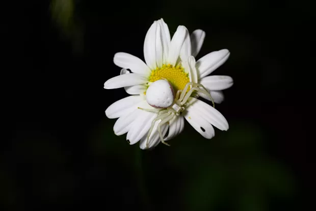 The same spider under white light. - ANTHONY WESTKAMPER