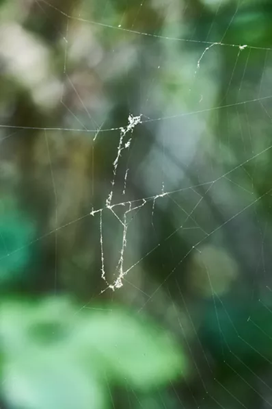 Snout moth scales in spider's web. - ANTHONY WESTKAMPER