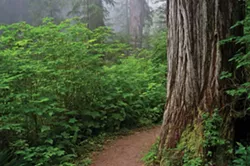 Prairie Creek Redwoods State Park - GREG NYQUIST
