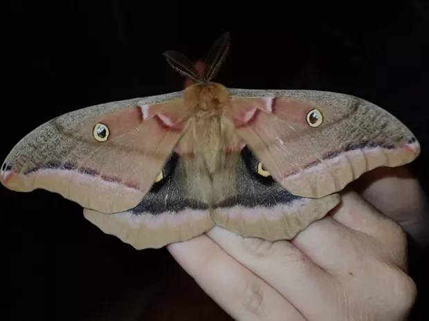 Polyphemus moth perched on my neighbor's hand. - ANTHONY WESTKAMPER