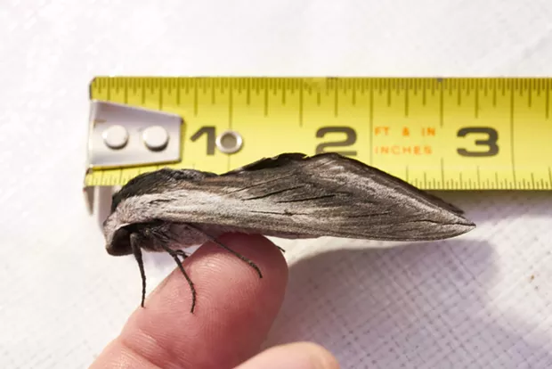 Elegant Sphinx moth with a ruler. - ANTHONY WESTKAMPER