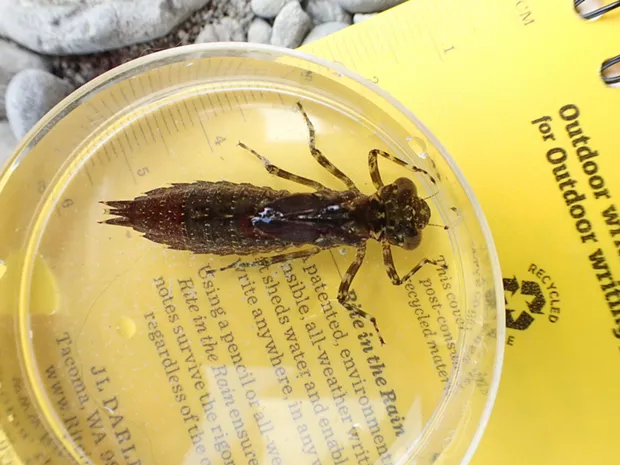 Dragonfly larva. Scale on notebook shows size. These things certainly don't look like what they'll become. - ANTHONY WESTKAMPER