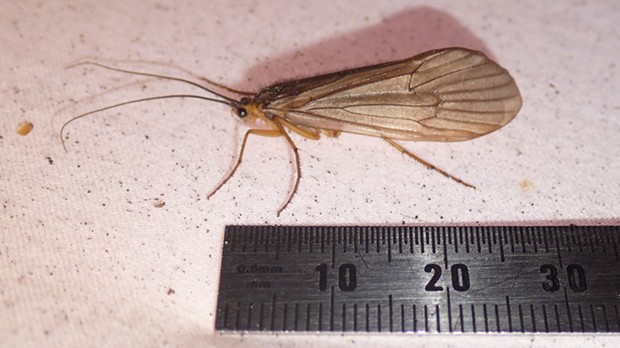 A large caddisfly from the light trap. - ANTHONY WESTKAMPER