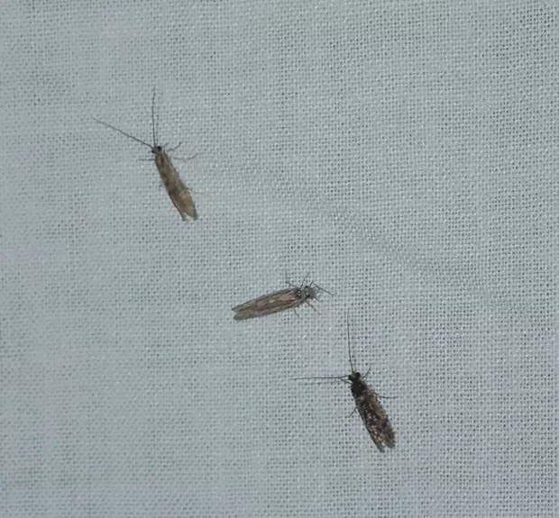 Three small caddisflies land on the light trap. - ANTHONY WESTKAMPER