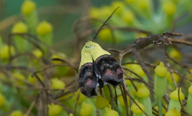 Rectiostoma fernaldella, a small yellow and blackish moth. - ANTHONY WESTKAMPER