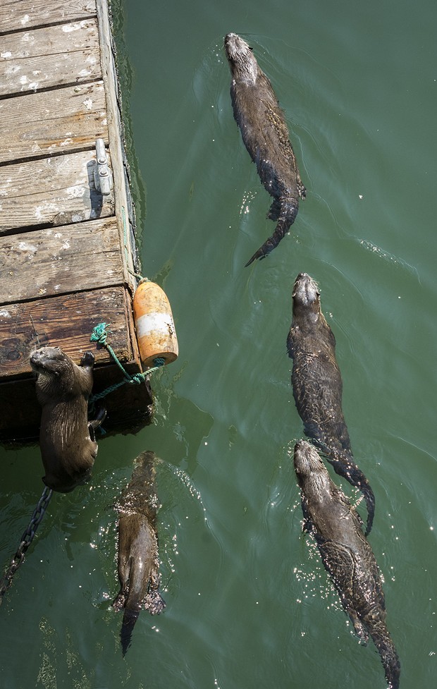 One otter (likely male) hoists himself onto Trinidad Pier as his pals swim on. - PHOTO BY MARK LARSON