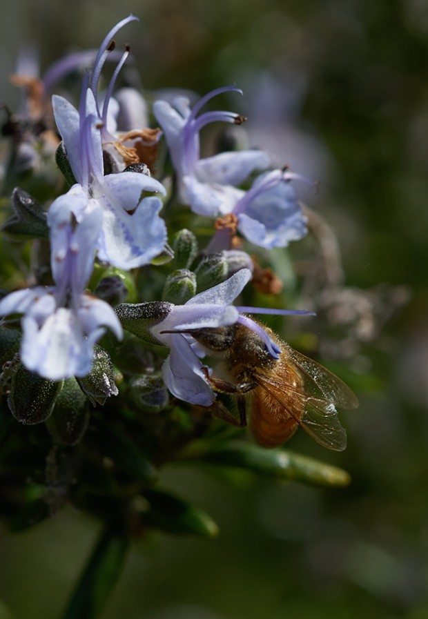 Marked honeybee delivering pollen to rosemary flower. - ANTHONY WESTKAMPER