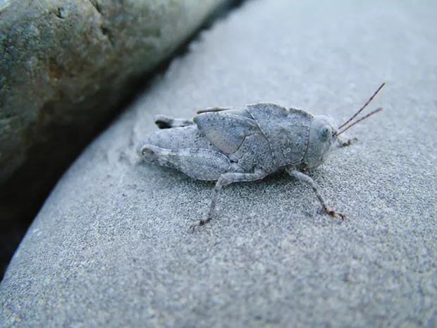 Juvenile grasshopper showing immature wings. - ANTHONY WESTKAMPER