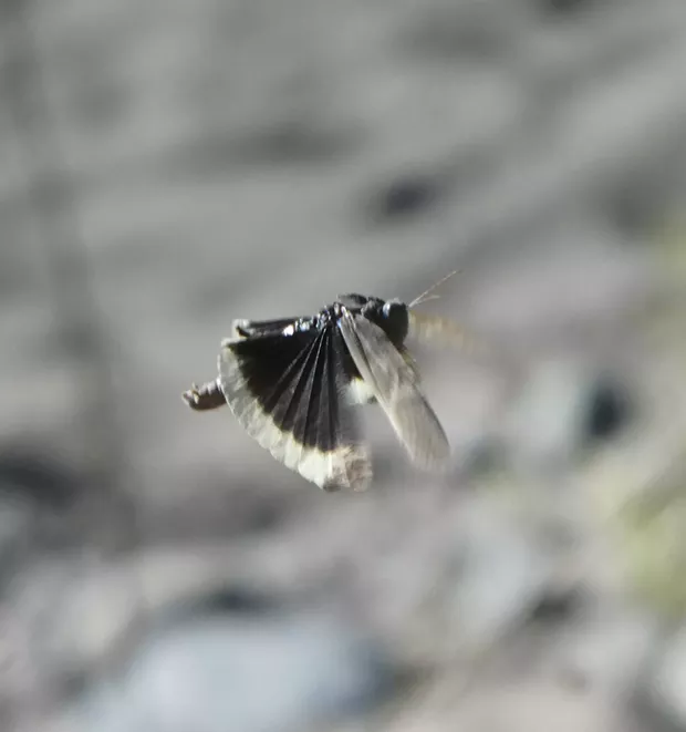 A mourning cloak grasshopper hovering and showing the fan folds in its hind wings. - ANTHONY WESTKAMPER