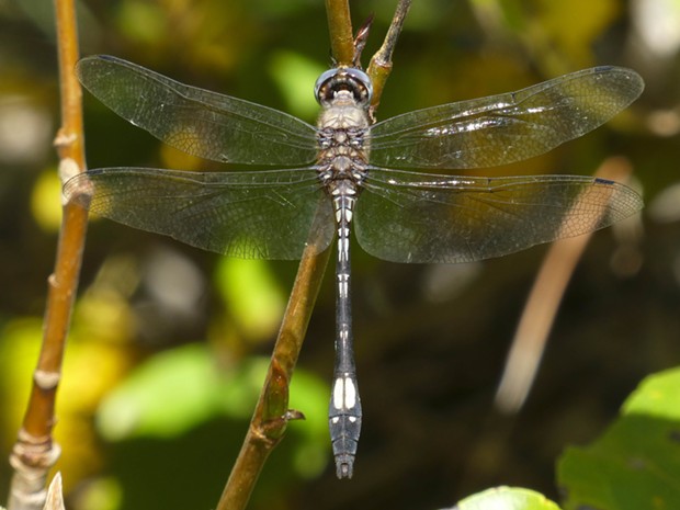 Pale faced clubskimmer. - PHOTO BY ANTHONY WESTKAMPER