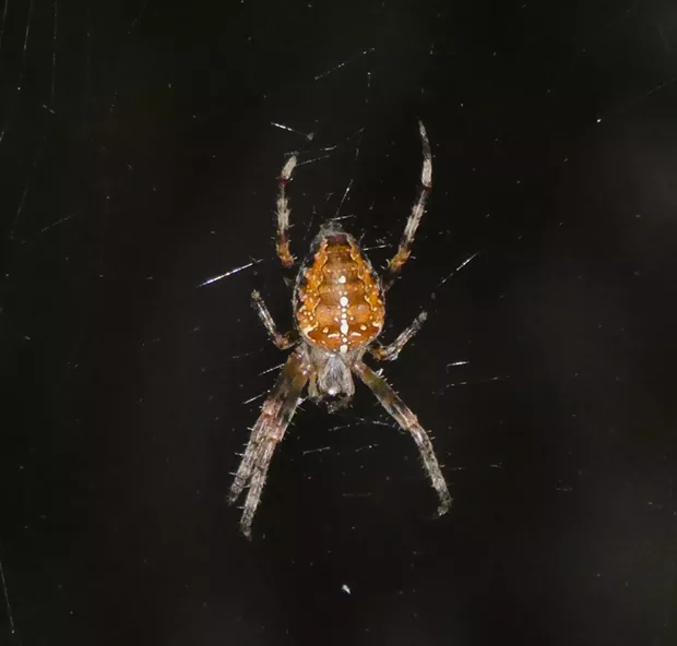 Cross orbweaver, note white spots making an inverted cross on the back of her abdomen. Its body is about 3/4 inch long. - ANTHONY WESTKAMPER