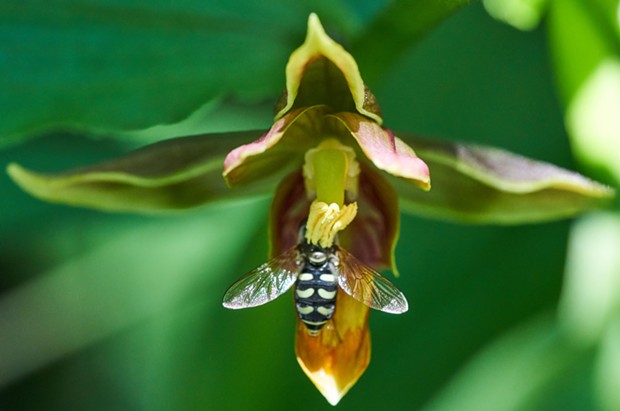 A hoverfly pollinates a chatterbox orchid. - ANTHONY WESTKAMPER
