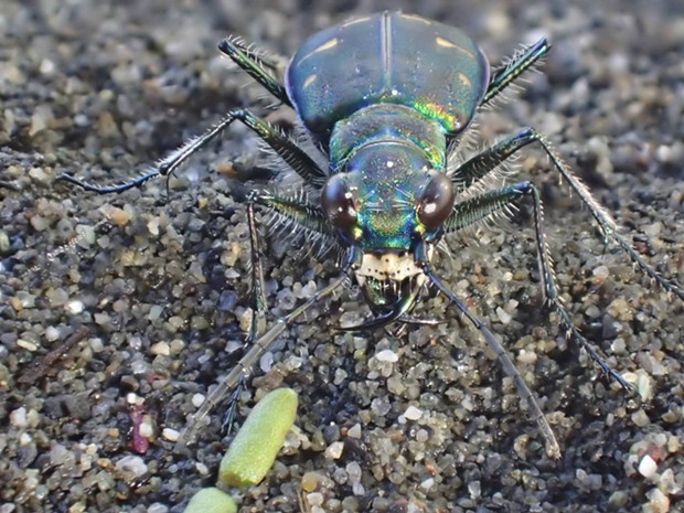 An Oregon tiger beetle (Cicindela oregona) shows off iridescent colors, really cool eyes, and a set of nightmare chompers. - ANTHONY WESTKAMPER