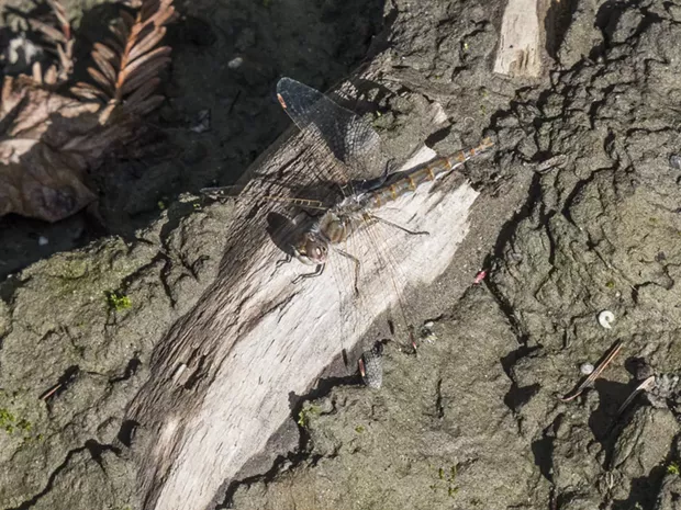 Cold tolerant Variegated Meadowhawk (Sympetrum corruptum). - ANTHONY WESTKAMPER