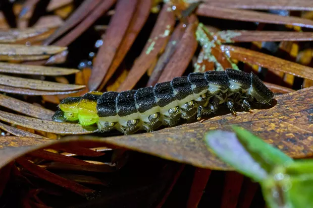 My best glow worm so far. - ANTHONY WESTKAMPER