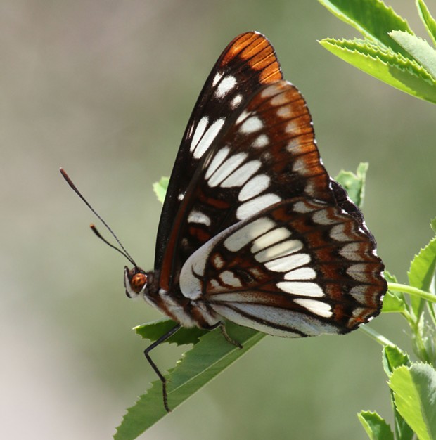 Lorquin's Admiral defends its perch against all comers. - ANTHONY WESTKAMPER