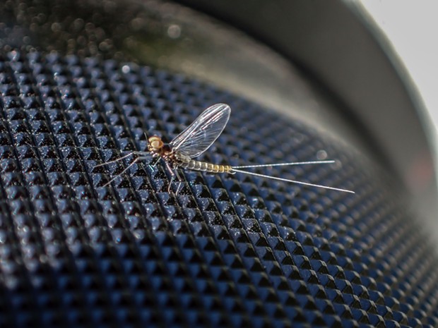 Pattern under this tiny mayfly shows limited depth of field. - ANTHONY WESTKAMPER