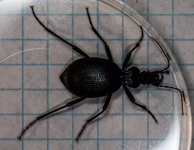 A snail-hunting ground beetle. - PHOTO BY ANTHONY WESTKAMPER