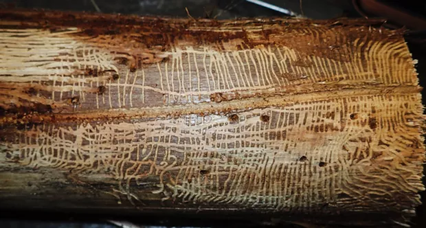 Female bark engraver beetle excavated large central gallery laying eggs along it. Young hatched out and made galleries at right angles to original tunnel, eventually boring out of the wood at the end of their gallery, just under bark on redwood branch. - PHOTO BY ANTHONY WESTKAMPER