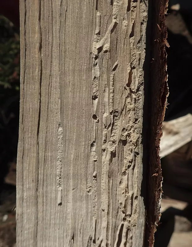 Powder post beetle galleries packed with powdered frass in pepperwood. - PHOTO BY ANTHONY WESTKAMPER