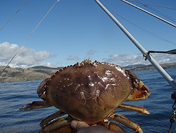 Crab is a go! - C. JUHASZ/CDFW WEBSITE