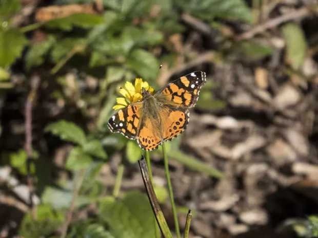 West Coast lady (Vanessa annabella) on dandelion taken this week. - PHOTO BY ANTHONY WESTKAMPER