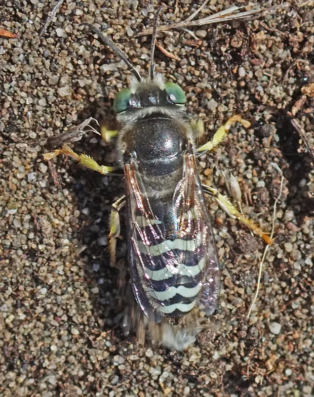 Bembix wasp digging in the sand. - PHOTO BY ANTHONY WESTKAMPER