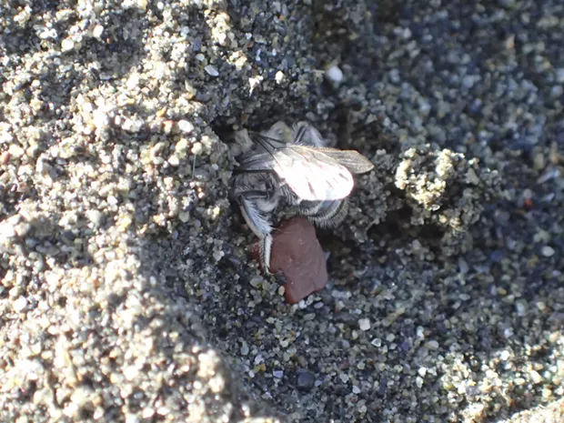 Tiny bee digging into a tire track, trying to find her nest. - PHOTO BY ANTHONY WESTKAMPER