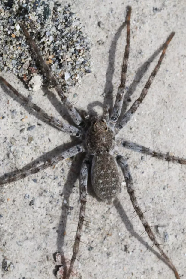A beach wolf spider. - PHOTO BY ANTHONY WESTKAMPER