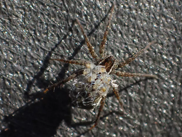 A wolf spider mama carrying her brood. - PHOTO BY ANTHONY WESTKAMPER